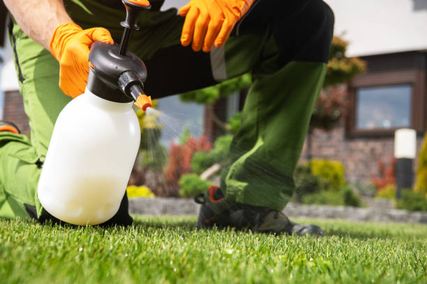 Best Termite Control Services  in Ramona, CA