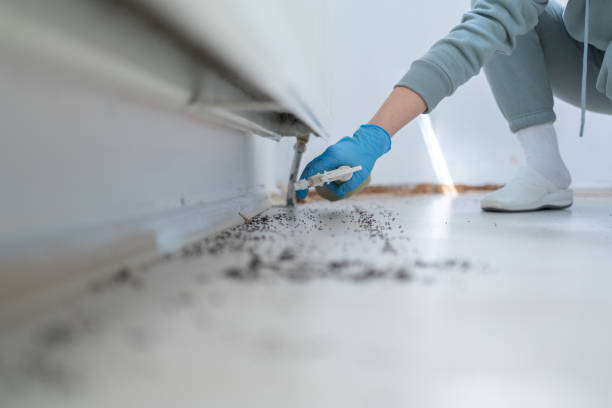 Professional Pest Control in Ramona, CA